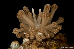 Mimic Nudibranch - Phyllodesmium rudmani by William Loke 